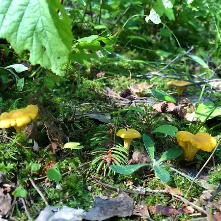 Cozy With Boat, Steps From In Kerimaa *